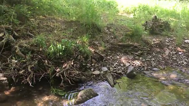 池塘，河流，森林4K视频素材