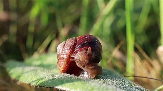 小蜗牛从壳里伸出来视频素材