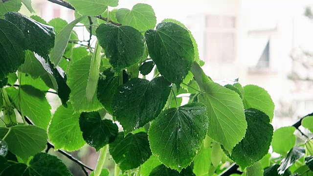 下雨的天气，菩提树的叶子视频素材