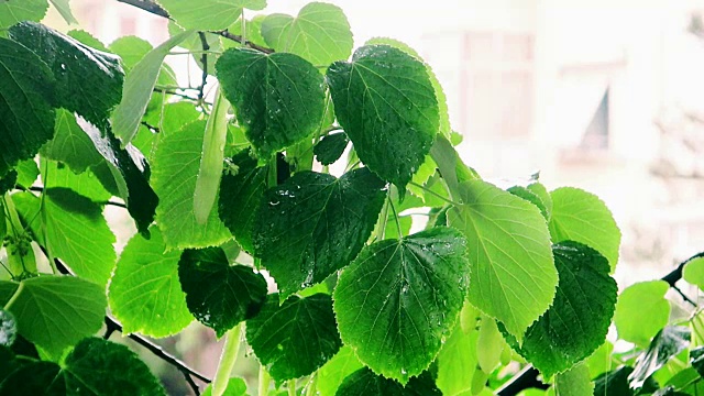 下雨的天气，菩提树的叶子视频素材