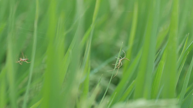 稻叶上的蜘蛛视频素材