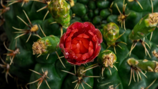 盛开的仙人掌花红菱钙4k吨/升视频素材