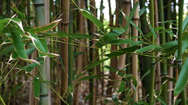 下午，在充满活力的绿色竹林中滑行视频素材