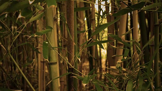 在早晨，镜头向上移动，越过电影般的金色棕褐色神奇的竹林视频素材