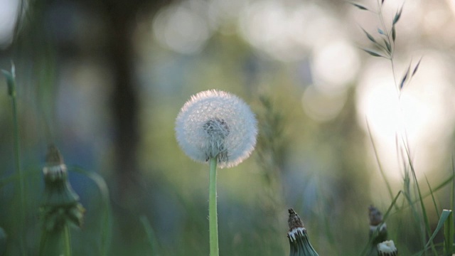 蒲公英开花视频素材