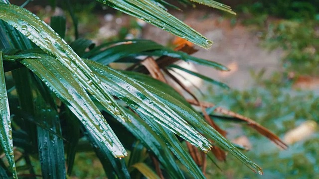 雨滴落在棕榈叶上。亚洲国家的热带降雨视频素材