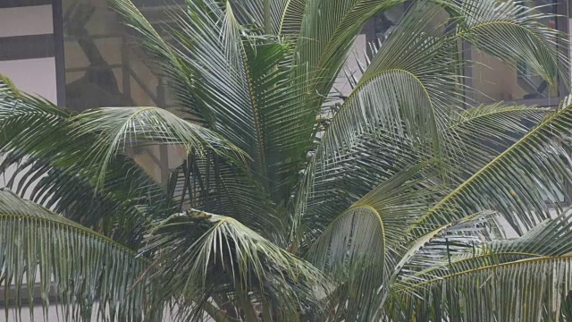 雨滴落在棕榈叶上。亚洲国家的热带降雨视频素材