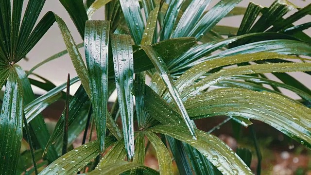 雨滴落在棕榈叶上。亚洲国家的热带降雨视频素材