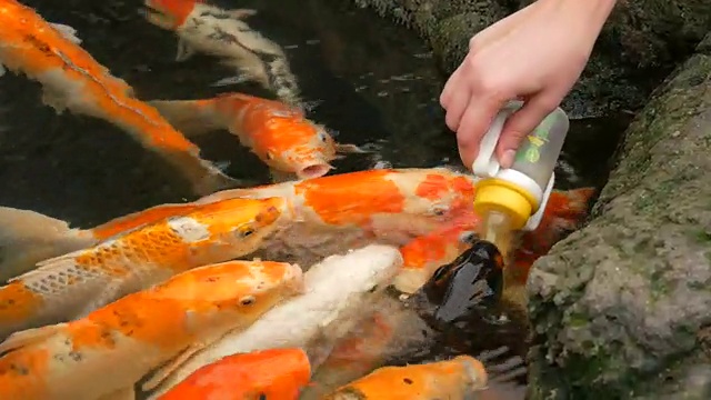 雌鱼用手喂食一瓶日本红鲤鱼视频素材