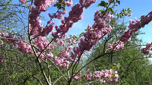 樱花视频下载