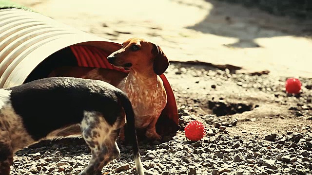 腊肠犬的春天花园视频素材