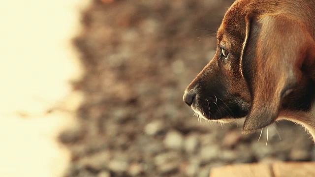 腊肠犬的春天花园视频素材