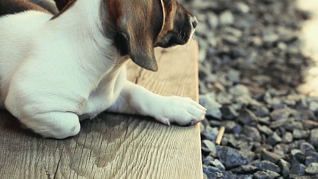 腊肠犬的春天花园视频素材