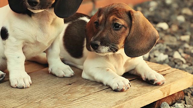 腊肠犬的春天花园视频素材