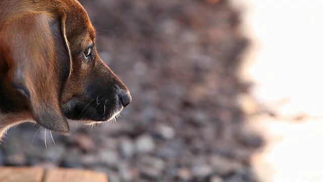 腊肠犬的春天花园视频素材