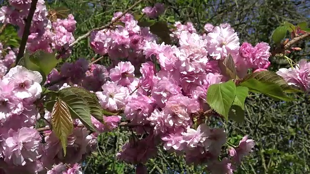 樱花视频素材