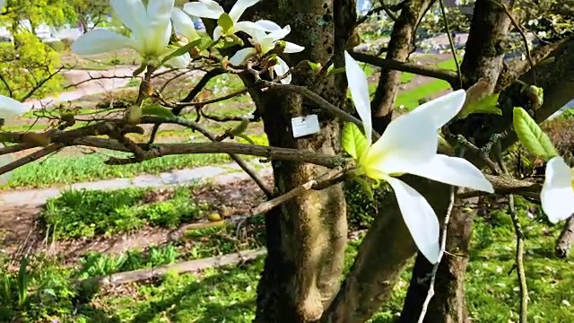 奥斯陆植物园中的木兰视频素材