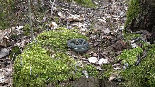 草蛇碱在春季森林上的苔藓视频素材