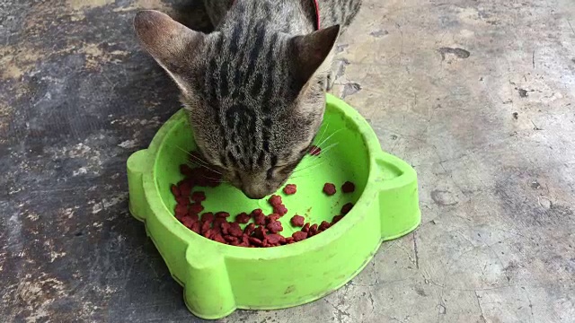 近距离的泰国猫吃猫的食物。视频素材