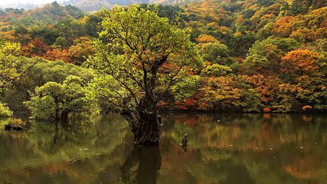 Jusanji Pond (Small reservoir located in Juwangsan National Park) (Popular tourist destinations)和倒影的树在秋天的Cheongsong, Gyeongsangbuk do视频素材