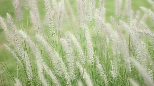 草在风中摇曳视频素材