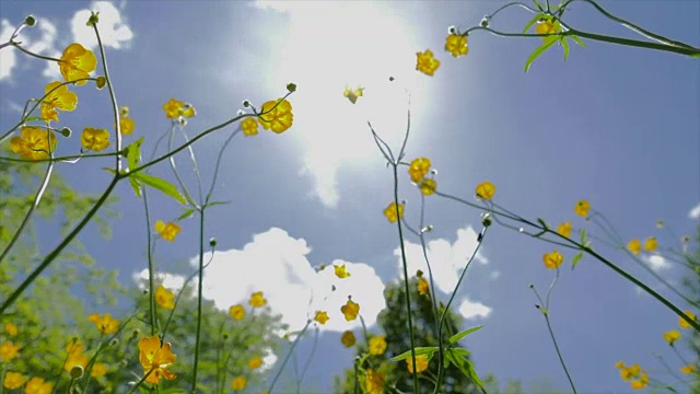 慢镜头拍摄美丽的花田与蓝天的背景在夏季视频素材