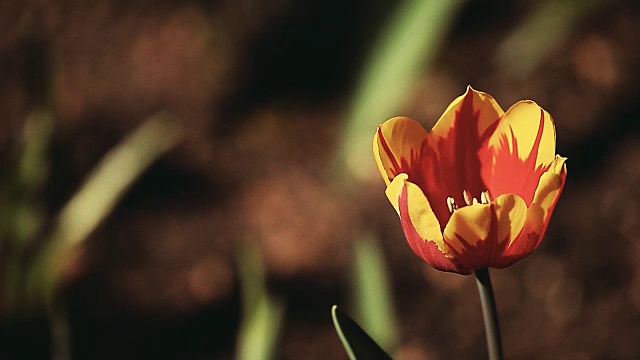 郁金香花夏季花园视频素材