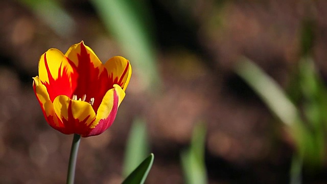 郁金香花夏季花园视频素材