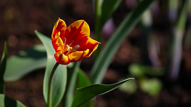 郁金香花夏季花园视频素材