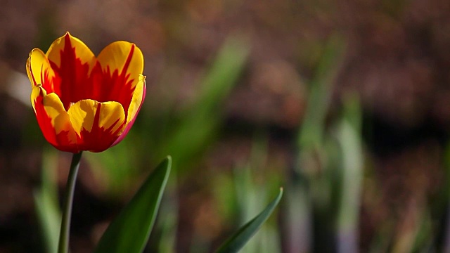 郁金香花夏季花园视频素材