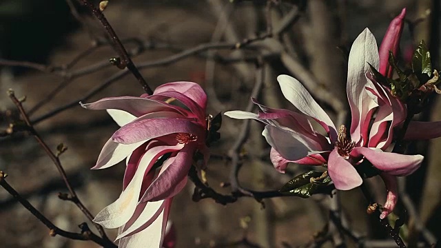 木兰花开自然视频素材