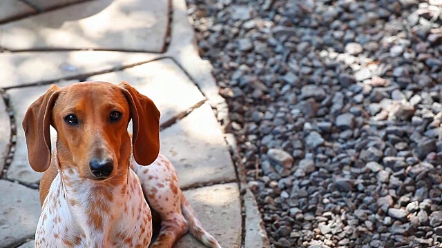 腊肠犬的春天花园视频素材