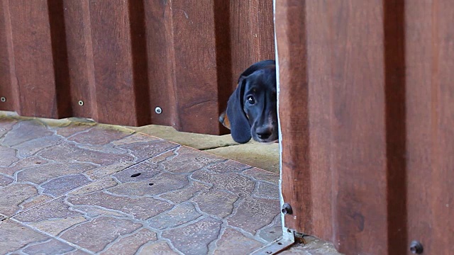 腊肠犬的春天花园视频素材