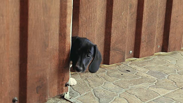 腊肠犬的春天花园视频素材