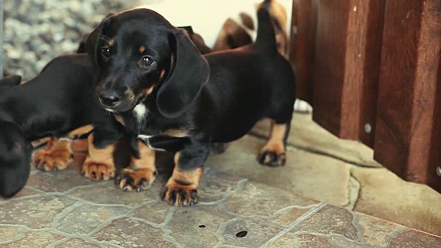 腊肠犬的春天花园视频素材