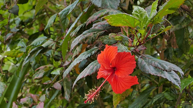 热带红色木槿花视频素材