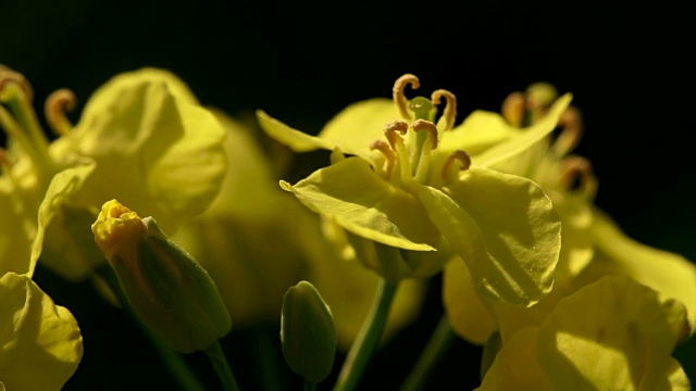 菜籽花的细节视频素材