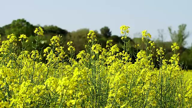 油菜田景观视频素材