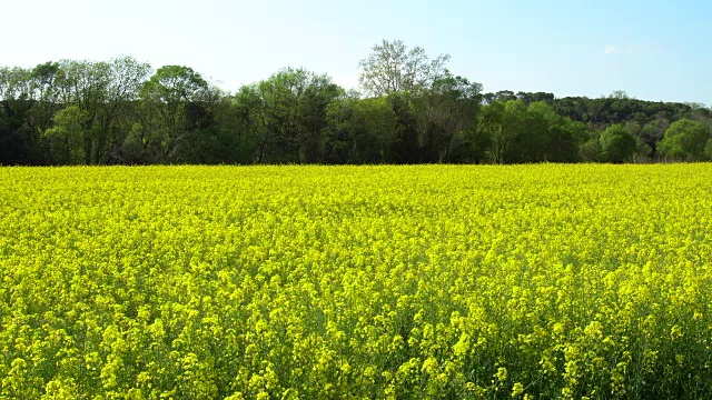 油菜田景观视频素材