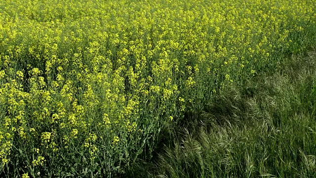 油菜田景观视频素材