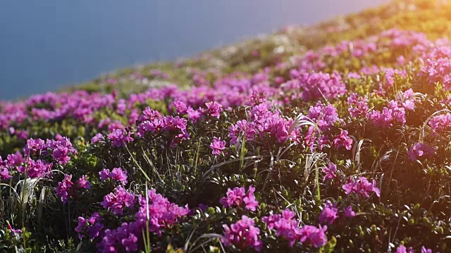 夏日山上神奇的粉红色杜鹃花。喀尔巴阡山脉的,乌克兰视频素材