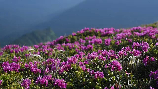 夏日山上神奇的粉红色杜鹃花。喀尔巴阡山脉的,乌克兰视频素材