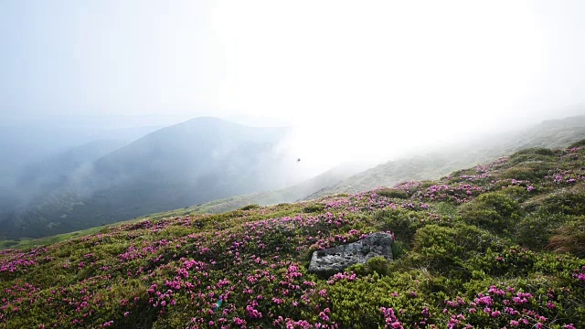 夏日山上神奇的粉红色杜鹃花。喀尔巴阡山脉的,乌克兰。视频素材