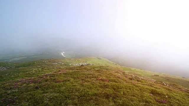 夏日山上神奇的粉红色杜鹃花。喀尔巴阡山脉的,乌克兰。视频素材