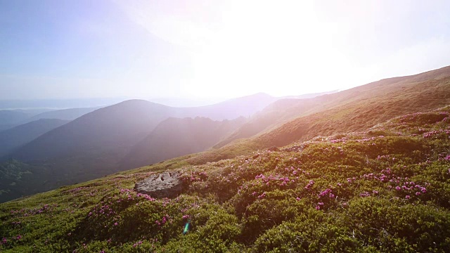 夏日山上神奇的粉红色杜鹃花。喀尔巴阡山脉的,乌克兰。视频素材