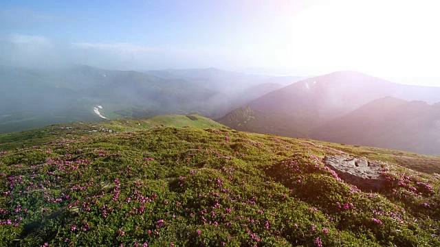 夏日山上神奇的粉红色杜鹃花。喀尔巴阡山脉的,乌克兰。视频素材