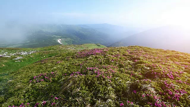 夏日山上神奇的粉红色杜鹃花。喀尔巴阡山脉的,乌克兰。视频素材