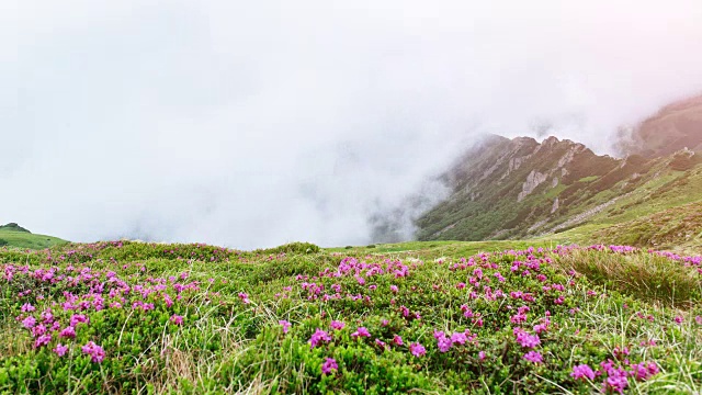 夏日山上神奇的粉红色杜鹃花。低低的云和雾。视频素材