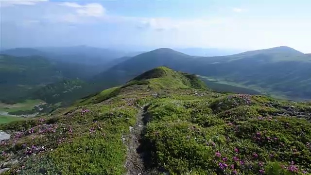 夏日山上神奇的粉红色杜鹃花。喀尔巴阡山脉的,乌克兰。视频素材