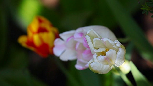 郁金香花夏季花园视频素材